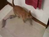 Ratte liebt Katze Ratte liebt Katze