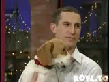 Hund stellt sich tot