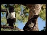 B&ouml;se V&ouml;gel