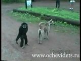 Affe &auml;rgert Hund