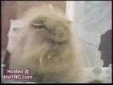Katzen mal anders