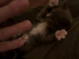 &Uuml;berraschte Katze