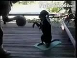 Basketballhund