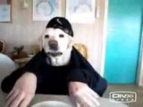 Hund mit Armen Hund mit Armen
