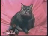 Verr&uuml;ckt gewordene Katze