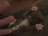 S&uuml;&szlig;es K&auml;tzchen spielt mit Frauchen