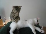 Katzen Massage