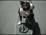 Skateboard-Welpe