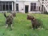 Tarnkatze