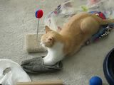 Pantoffel-Katze