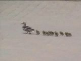 Enten im Wind