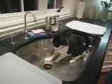 Katze versucht Wassertropfen zu fangen