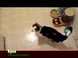 Tiere singen Jingle Bells