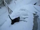 Katze im Schnee hat es schwer