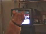 Katze h&auml;lt sich f&uuml;r Rocky