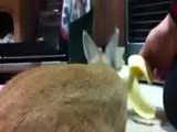 Kaninchen frisst Banane