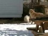 Drei lustiche Hunde im Schnee