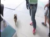 Kleiner Affe reitet auf Schweinchen