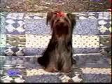 gesprengter Hund