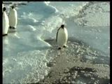 Trottelpinguin