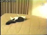 Verwirrte Katze