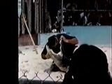 Krokodil