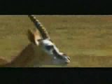 Schnelle Gazelle
