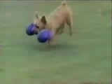 Verr&uuml;ckte Hunde