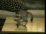 Lustiche Katzen 3