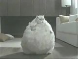 Fette Katze macht Aerobic Fette Katze macht Aerobic