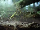 Käfer im Wald Käfer im Wald