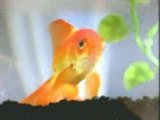 Goldfisch bellt Goldfisch bellt