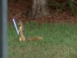 Eichh&ouml;rnchen mit Lichtschwert