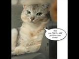 Verr&uuml;ckte Miezekatzen