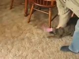 Katze verarschen