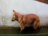 Hund will schlafen