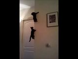 Kletterkatzen