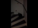 Psycho Katze