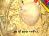 Im Hamsterrad geht es rund