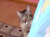 Psychokatze