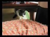 B&ouml;se Miezekatze