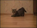 Katze wartet auf Startschuss