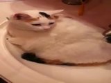 Die Mir-ist-alles-egal-Katze