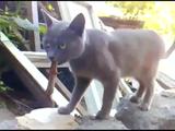 Eidechse verarscht Katze