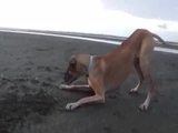 Dogge hat Angst vor Wasser