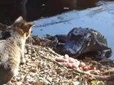 Katze gegen Kroko