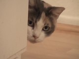 Ninja Cat
