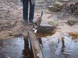 Das Wasser-ist-Lava-Spiel