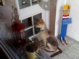 Hund benutzt die T&uuml;rklingel
