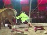 Clown im Pferd